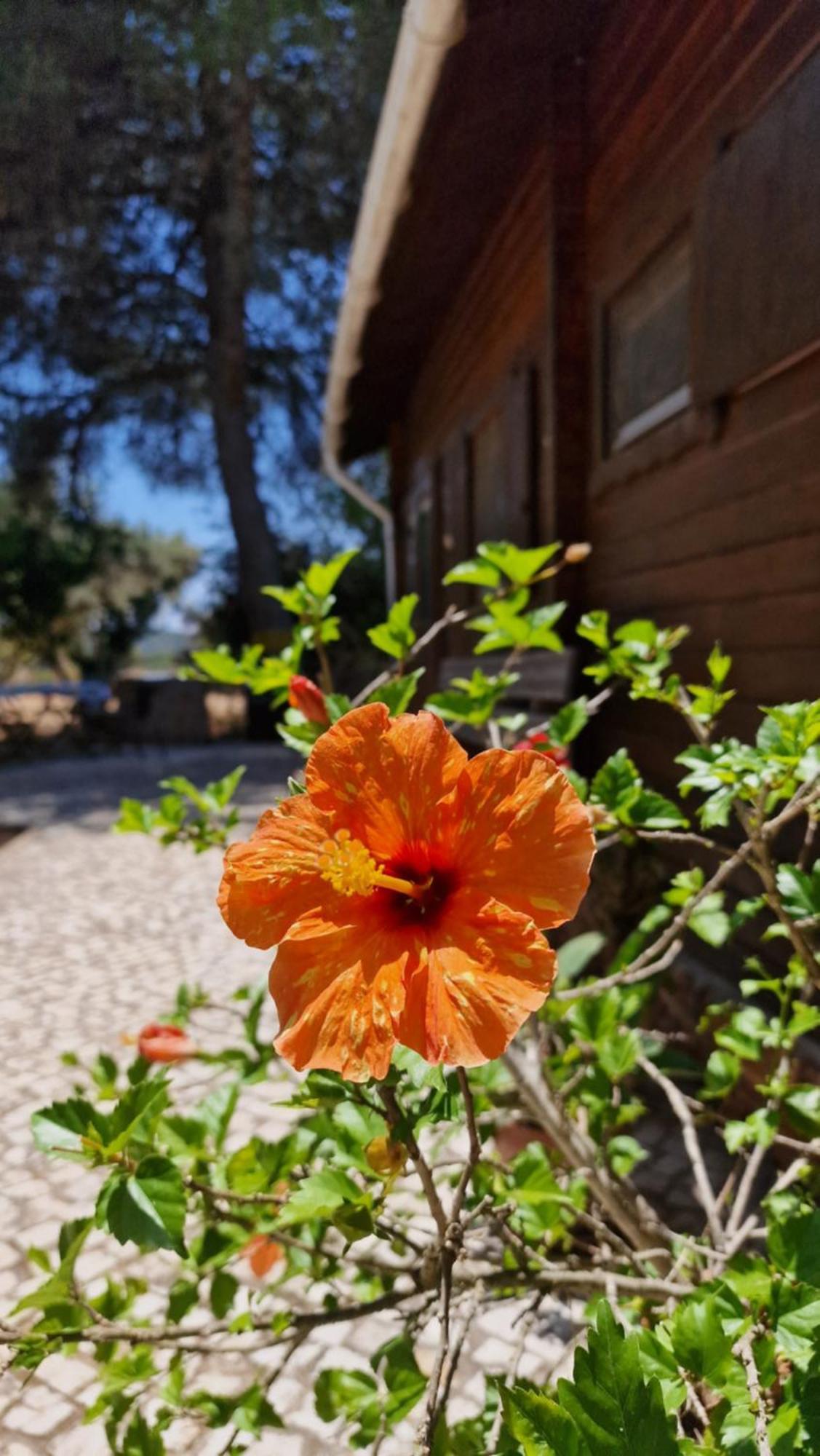 Chalet Villa Mosquito Силвес Екстериор снимка
